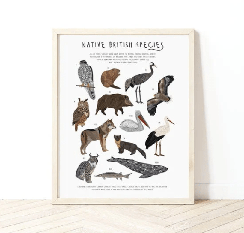 Native British Species A3 Print (unframed)