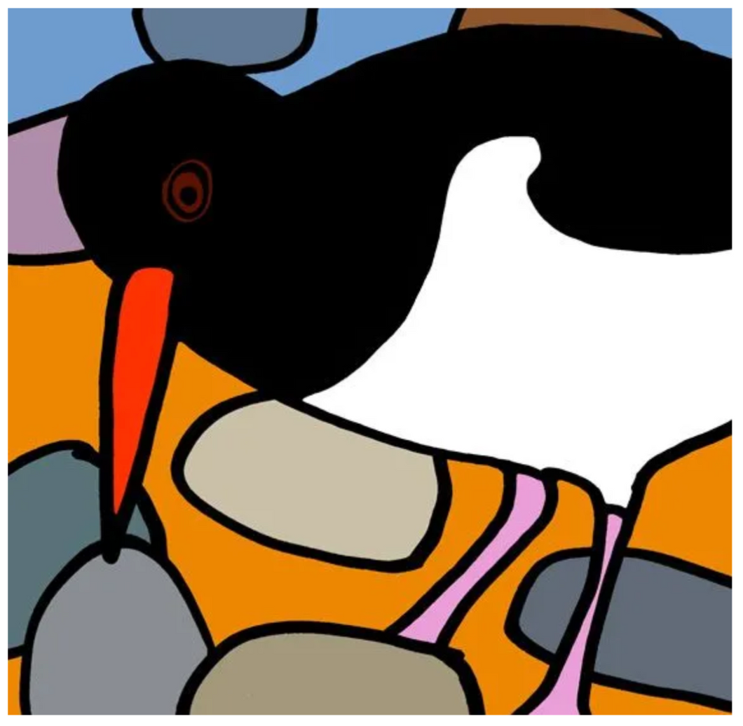 Oyster Catcher