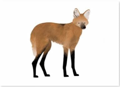 Maned Wolf.jpg