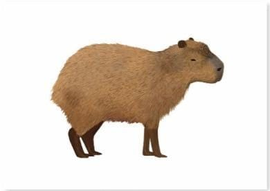 Capybara.jpg